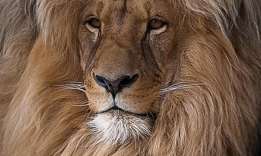 Τρόμος: Λιοντάρι επιτέθηκε σε άνδρα